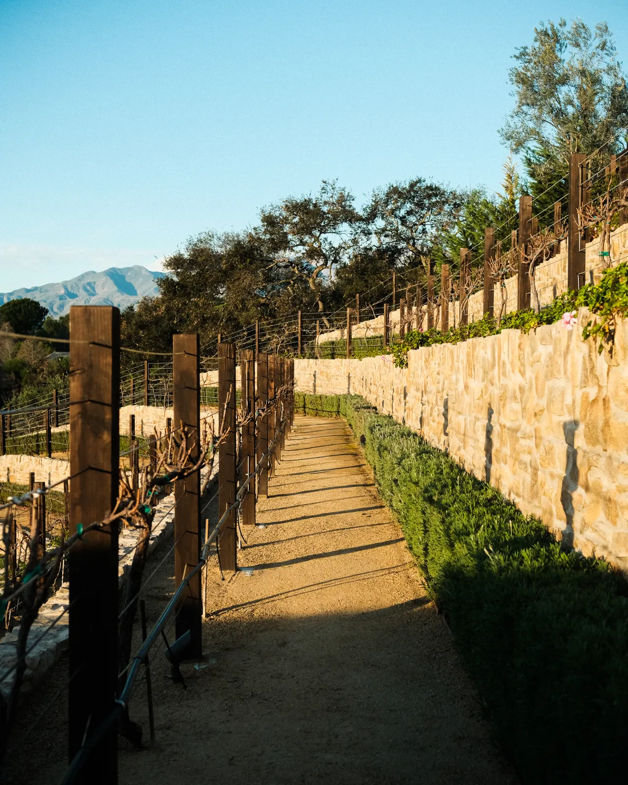 The Vineyard at The Hidden Encounter