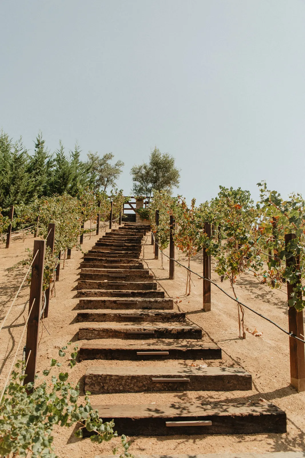 Stone stairway descending through vineyard terraces, warm afternoon light, The Hidden Encounter grounds