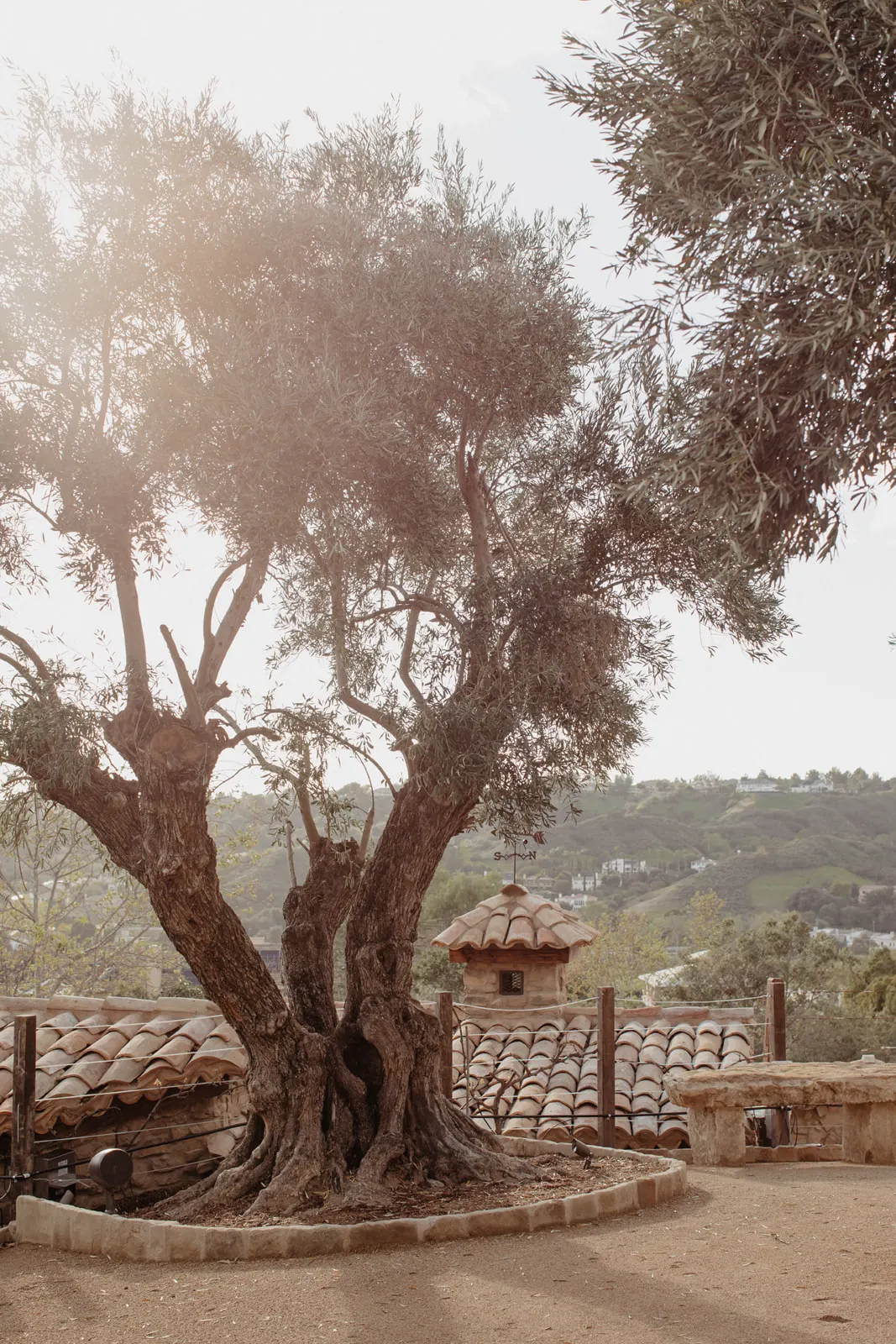 Ancient olive tree in the foreground, rooftops and rolling hills of the property beyond, The Hidden Encounter, Coto De Caza