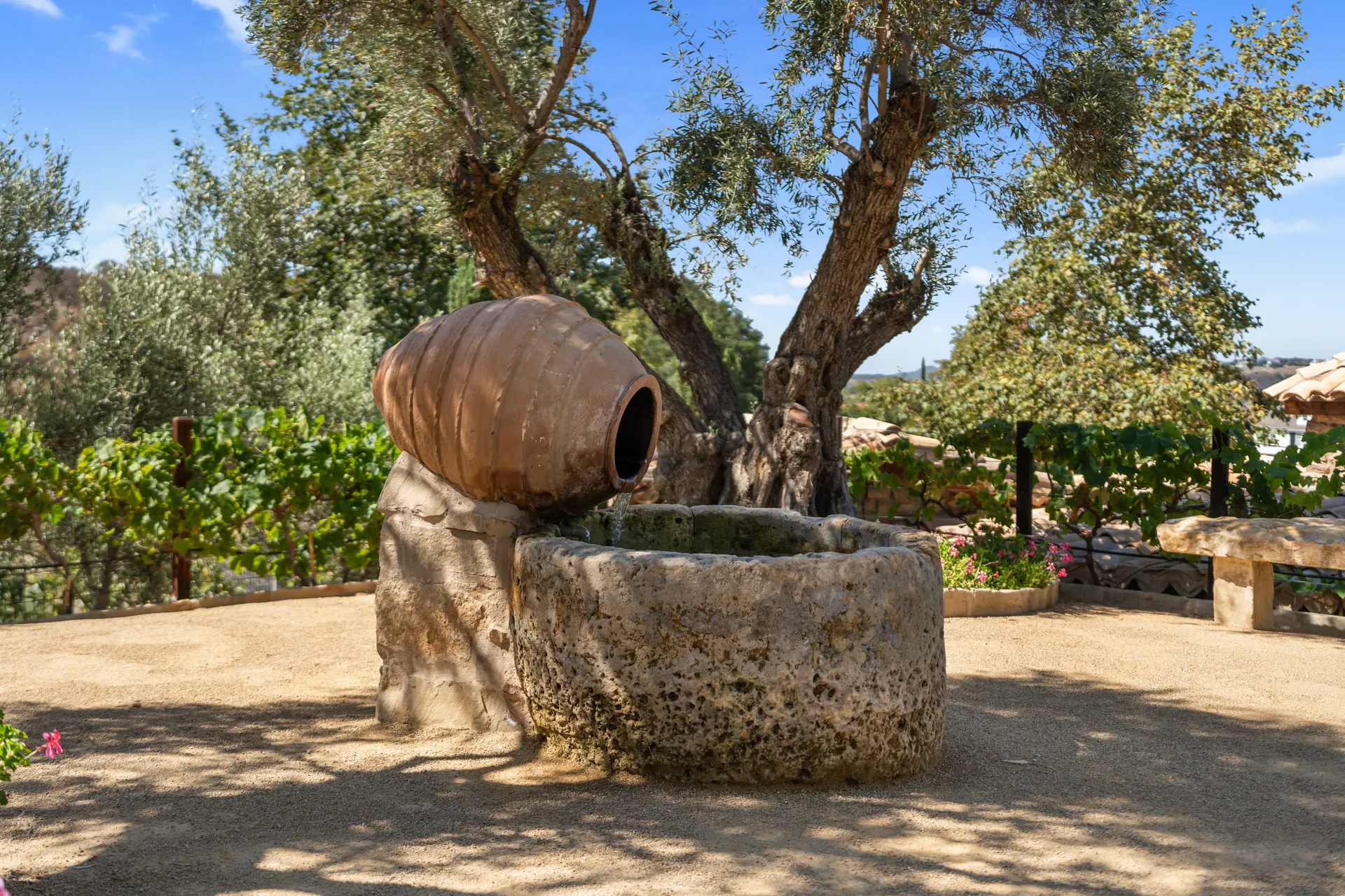 Terracotta amphora tipped into a carved stone trough beneath an olive tree