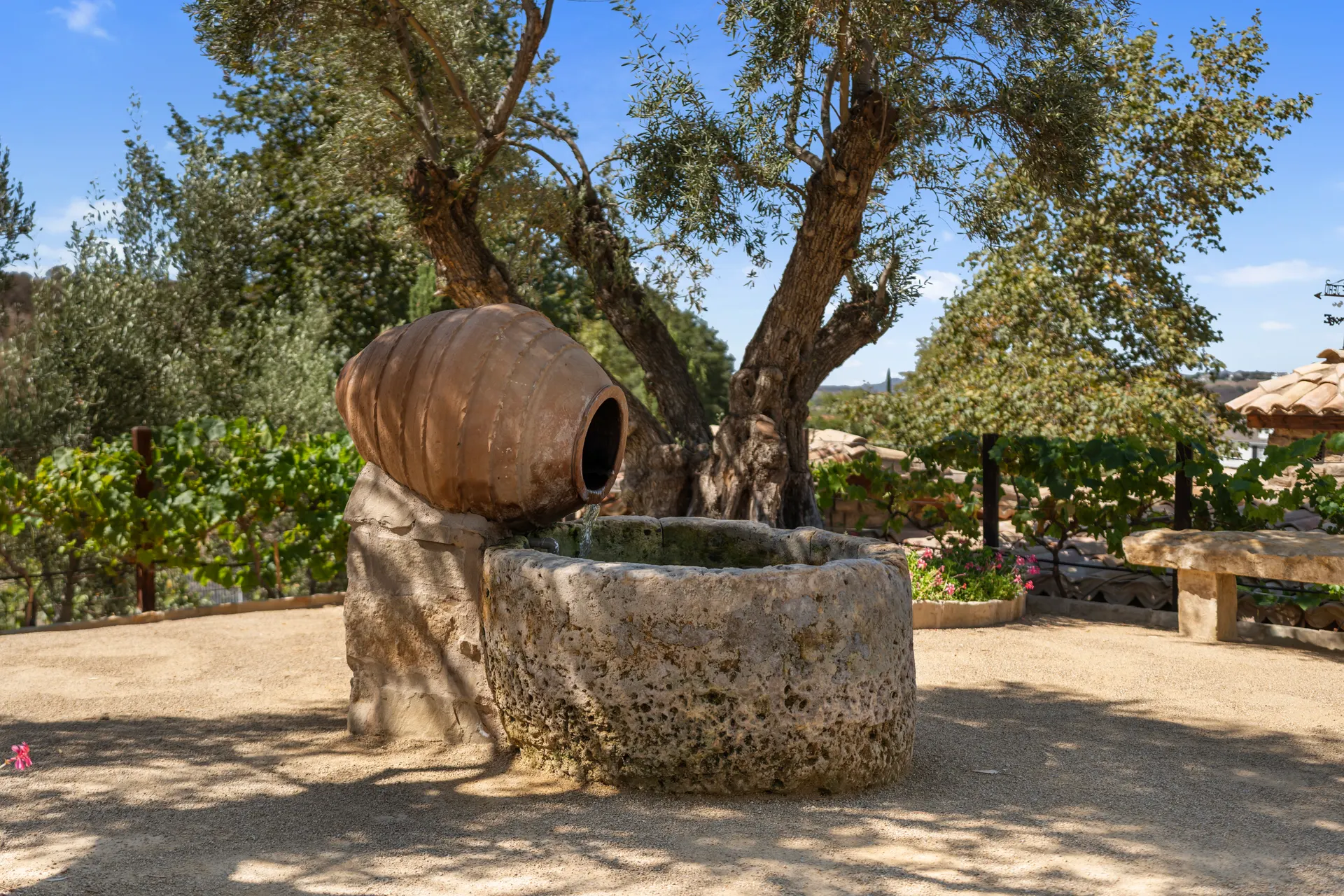 Amphora and stone water trough under the olives, valley falling away behind