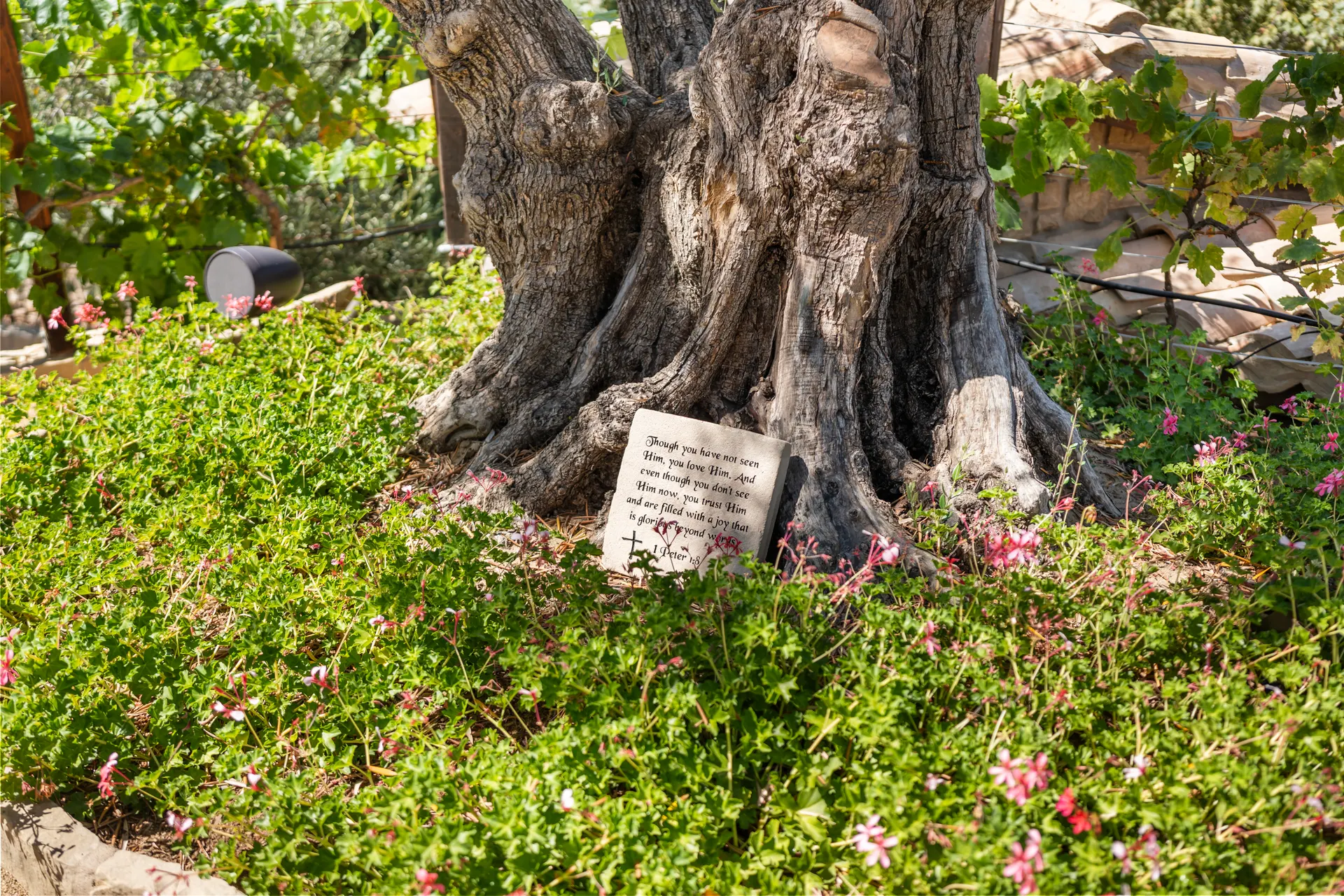 Ancient olive trunk with a scripture stone resting at its foot among flowering ground cover