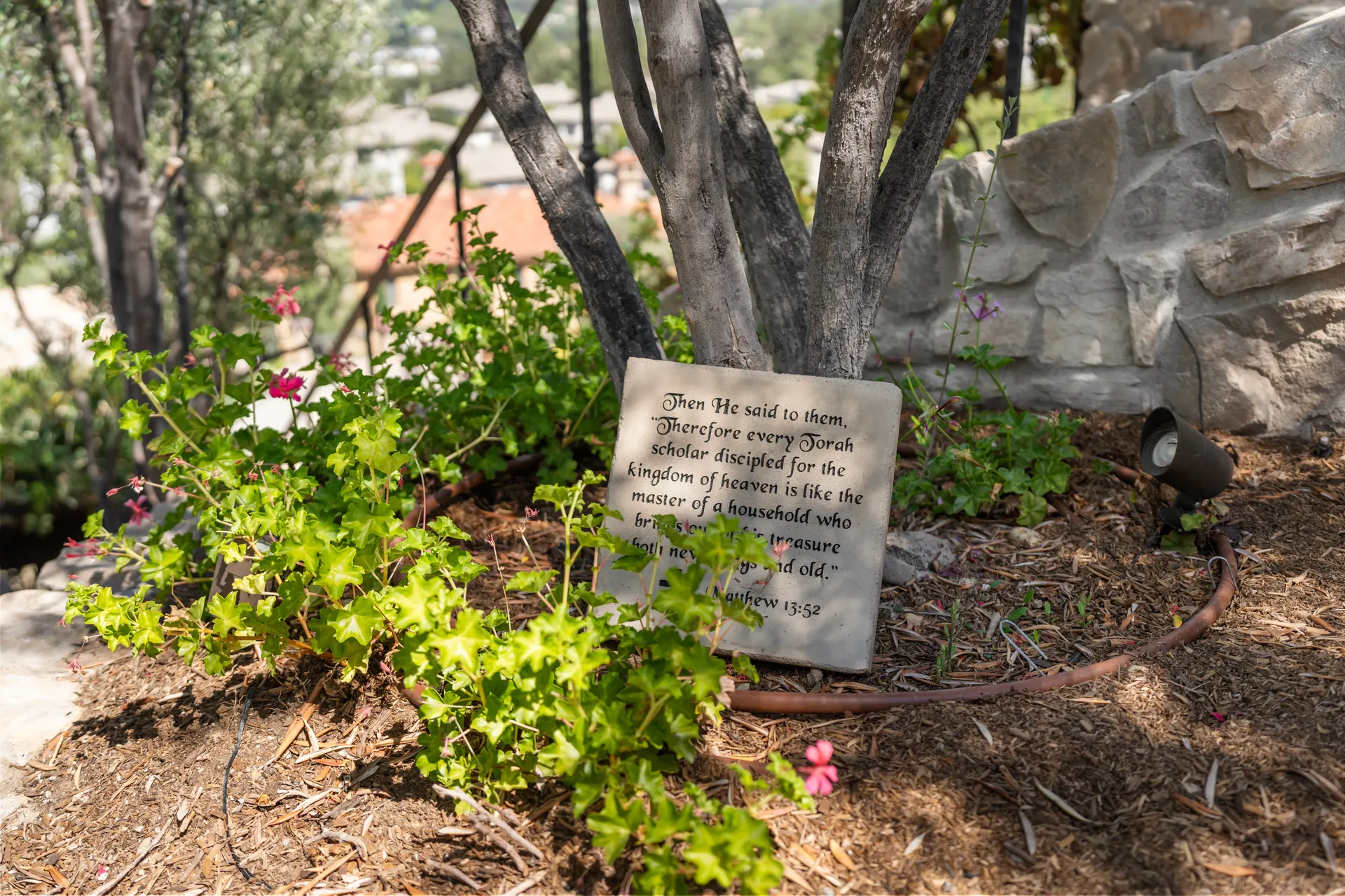 Scripture stone standing among geraniums beneath an olive tree