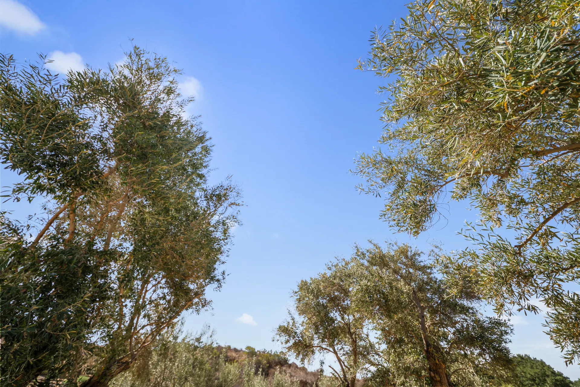 Olive canopy seen from below against open sky