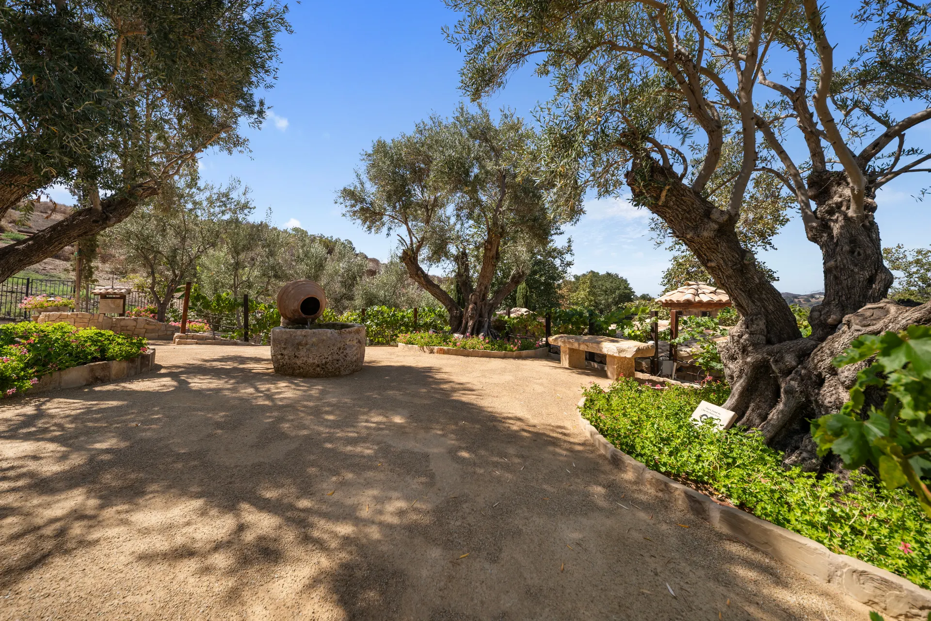 Olive grove clearing with a stone bench and low planting at the edge