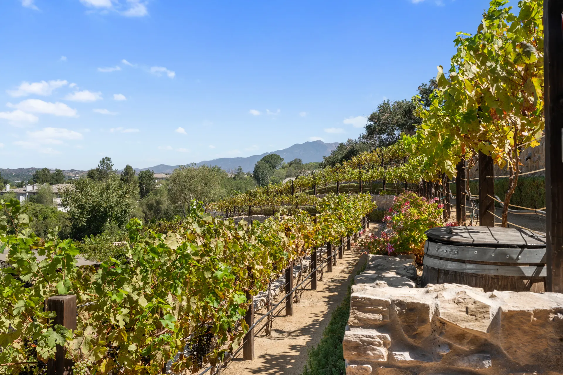 Vine rows and the stone terrace wall, valley opening beyond