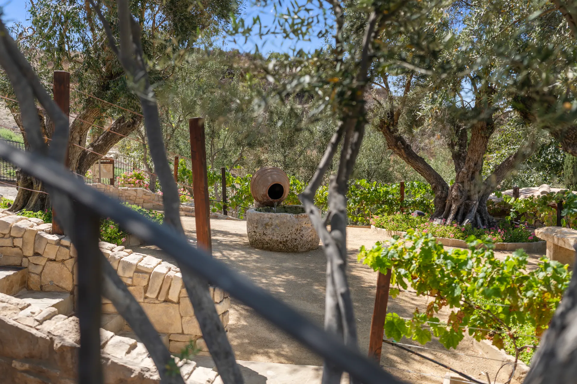 Olive grove and vineyard seen over a dry stone wall