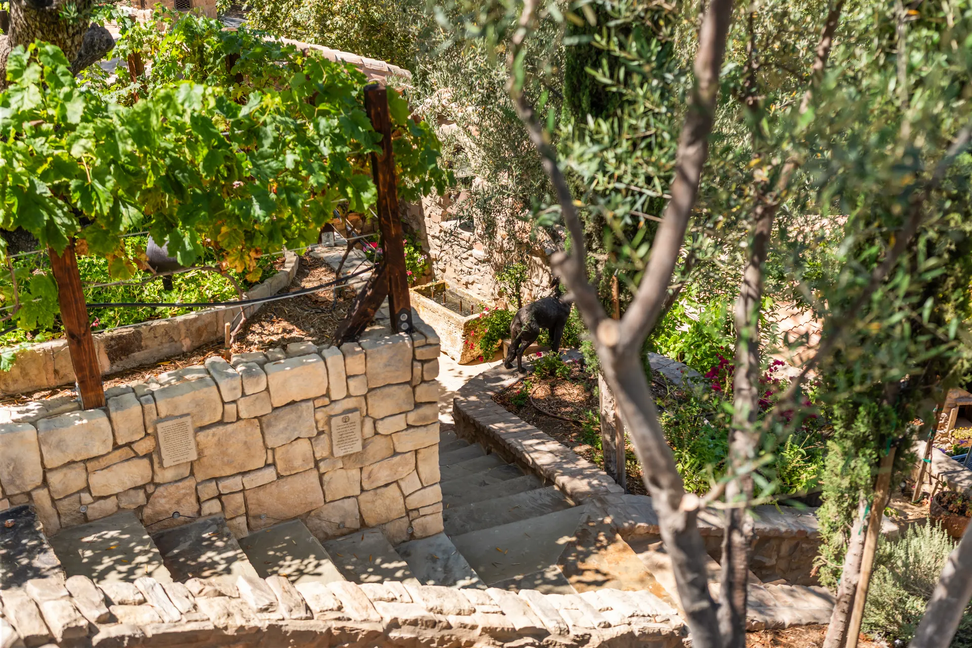 Stone wall and grapevines above the terrace, olive branches overhead